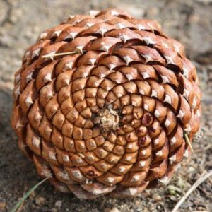 pinecone