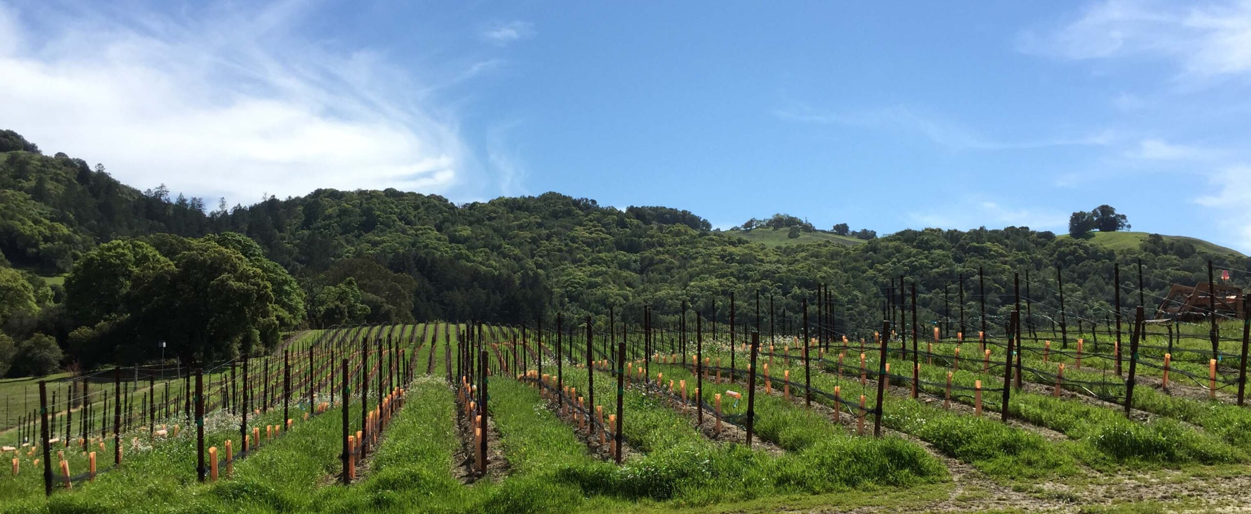 Sonoma vineyard